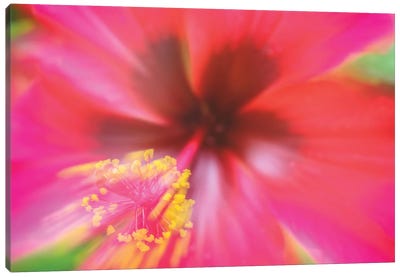 Pink Hibiscus Flower Canvas Art Print - Hibiscus Art