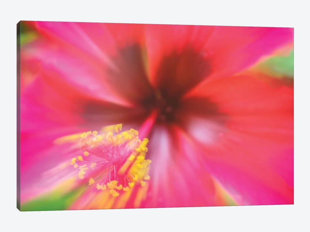 Pink Hibiscus Flower by Glauco Meneghelli 1-piece Canvas Wall Art