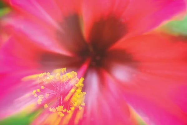 Hibiscuses: Pink Hibiscus Flower by Glauco Meneghelli
