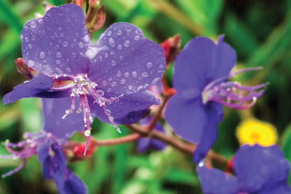 Glauco Meneghelli: Rain by Glauco Meneghelli