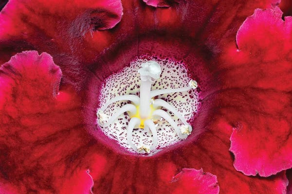 Glauco Meneghelli: Red Flower Macro by Glauco Meneghelli