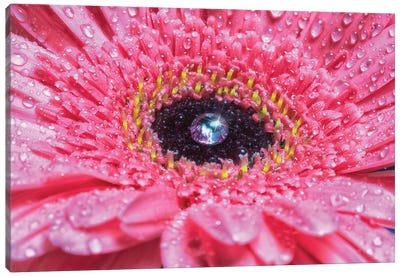 Pink Daisy With Water Droplets Canvas Art Print - Daisy Art