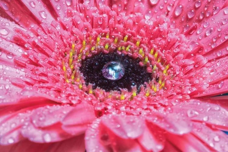 Pink Daisy With Water Droplets