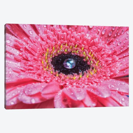 Pink Daisy With Water Droplets Canvas Print #GLM321} by Glauco Meneghelli Canvas Artwork