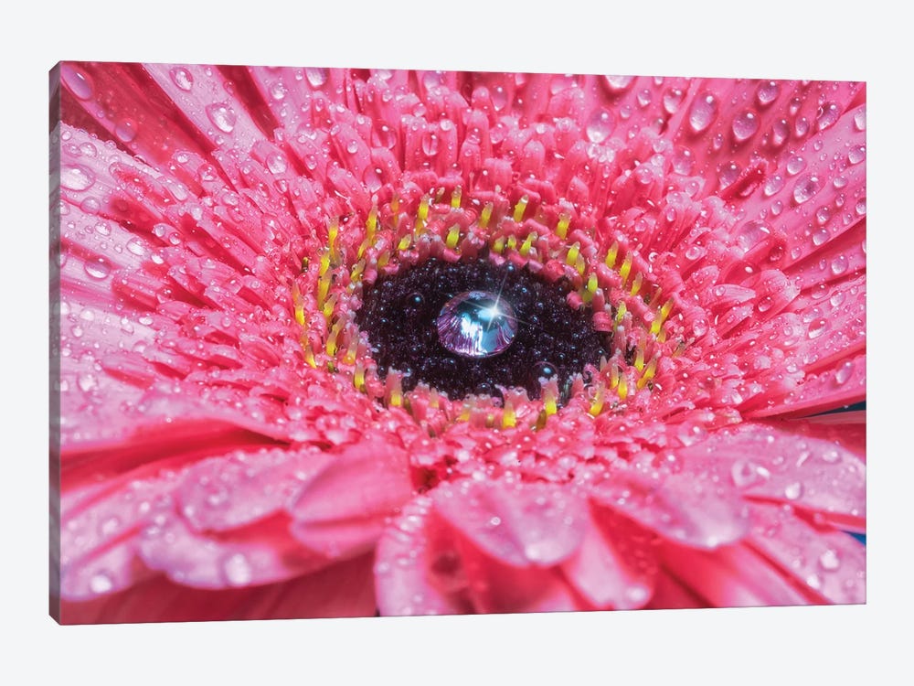 Pink Daisy With Water Droplets by Glauco Meneghelli 1-piece Canvas Art