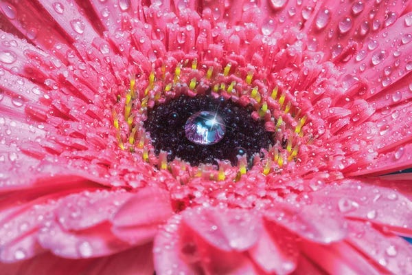 Daisies: Pink Daisy With Water Droplets by Glauco Meneghelli