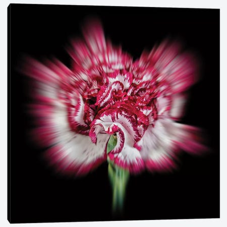 Pink Daisy Flower Canvas Print #GLM323} by Glauco Meneghelli Canvas Artwork