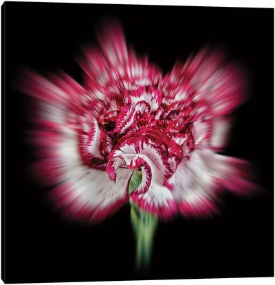 Pink Daisy Flower Canvas Art Print - Daisy Art