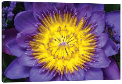 Lotus Canvas Art Print - Lotuses