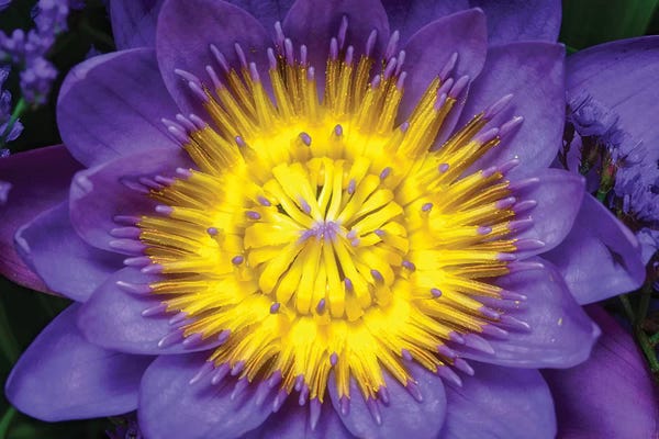 Glauco Meneghelli: Lotus by Glauco Meneghelli