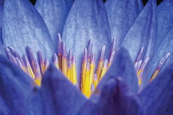 Glauco Meneghelli: Lotus #2 by Glauco Meneghelli