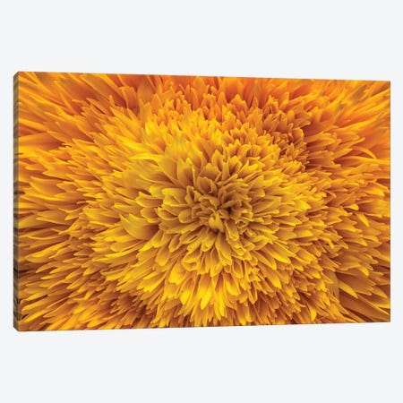 Exotic Sunflower Canvas Print #GLM326} by Glauco Meneghelli Art Print