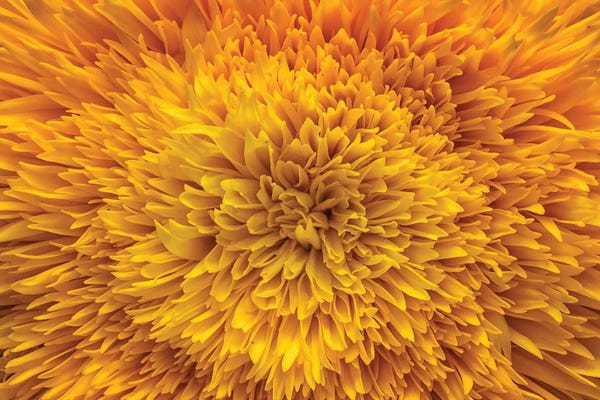 Glauco Meneghelli: Exotic Sunflower by Glauco Meneghelli