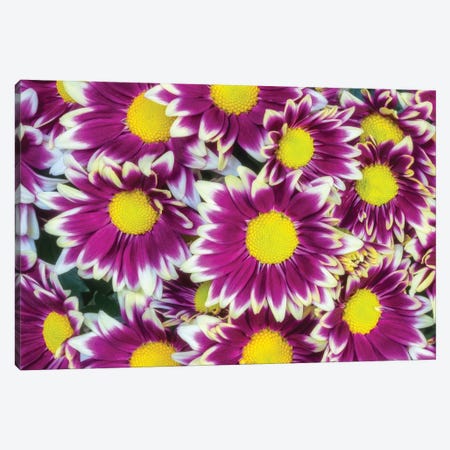 Colorful Flower Background Canvas Print #GLM327} by Glauco Meneghelli Canvas Art Print