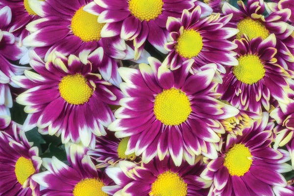 Glauco Meneghelli: Colorful Flower Background by Glauco Meneghelli