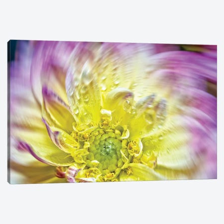 Spin Up Of A Yellow Dahlia Canvas Print #GLM328} by Glauco Meneghelli Canvas Artwork