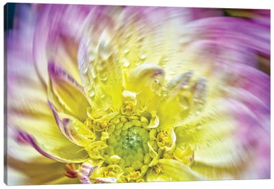 Spin Up Of A Yellow Dahlia Canvas Art Print - Dahlia Art