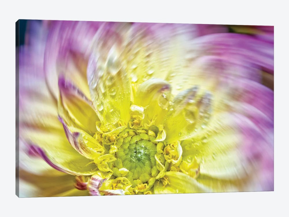 Spin Up Of A Yellow Dahlia by Glauco Meneghelli 1-piece Canvas Print