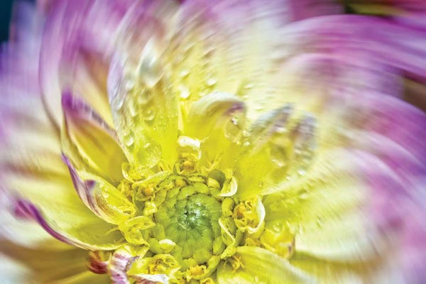 Dahlias: Spin Up Of A Yellow Dahlia by Glauco Meneghelli