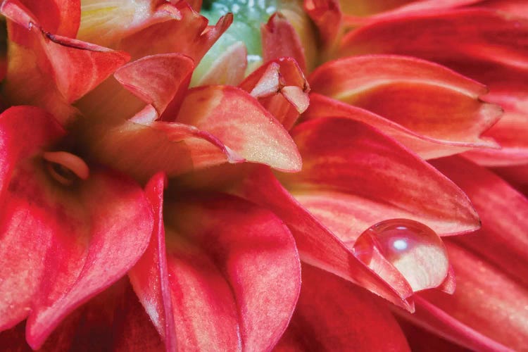 Waterdrop Close Up Of Red Flower