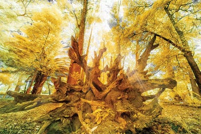 Dream - Sao Paulo, Brazil by Glauco Meneghelli art print