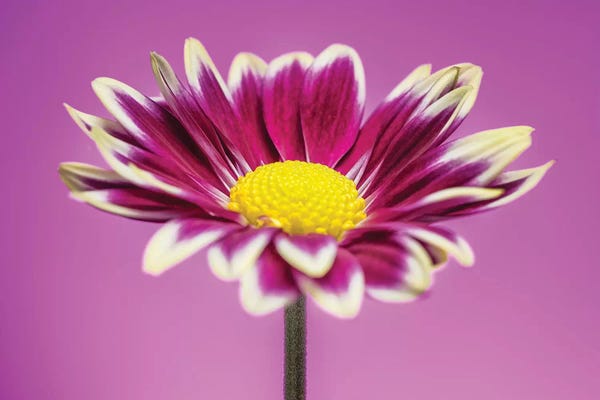 Glauco Meneghelli: Pink Gerber Daisy by Glauco Meneghelli