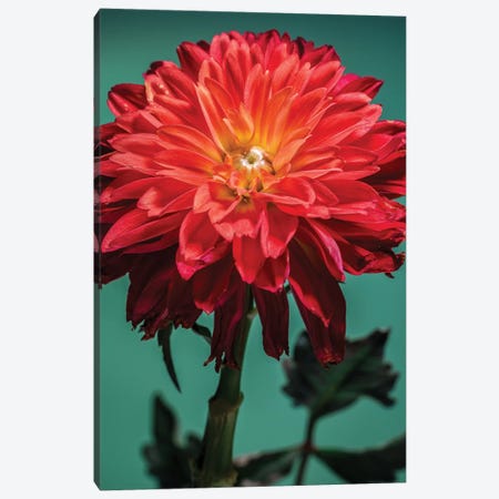 Red Chrysanthemum Flower Canvas Print #GLM331} by Glauco Meneghelli Canvas Art Print