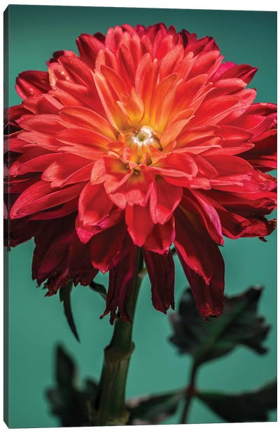 Red Chrysanthemum Flower Canvas Art Print - Chrysanthemum Art
