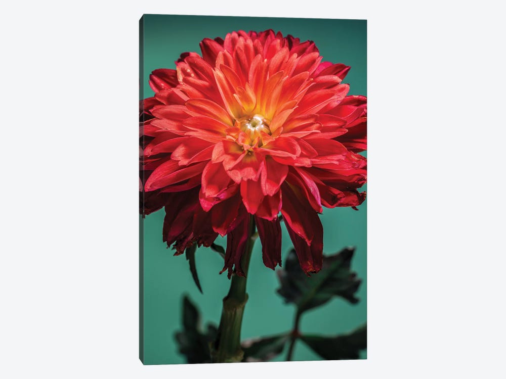 Red Chrysanthemum Flower by Glauco Meneghelli 1-piece Canvas Print