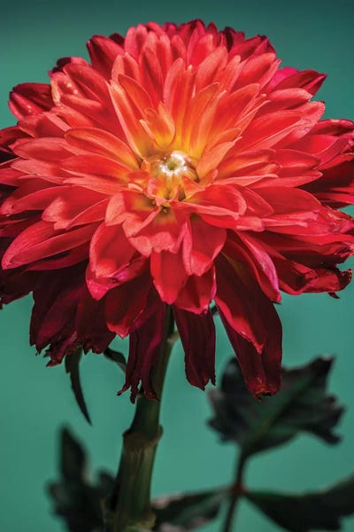 Glauco Meneghelli: Red Chrysanthemum Flower by Glauco Meneghelli