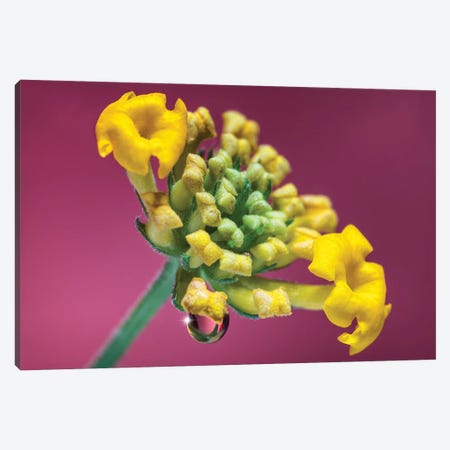 Close Up Of Yellow Tulip Canvas Print #GLM332} by Glauco Meneghelli Canvas Art Print