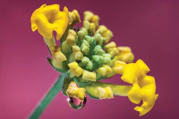 Glauco Meneghelli: Close Up Of Yellow Tulip by Glauco Meneghelli