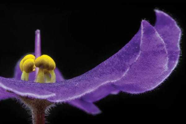 Glauco Meneghelli: Purple Exotic Flower by Glauco Meneghelli