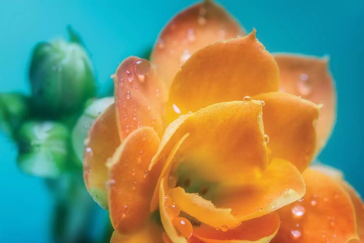 Orange Tulip With Water Droplets