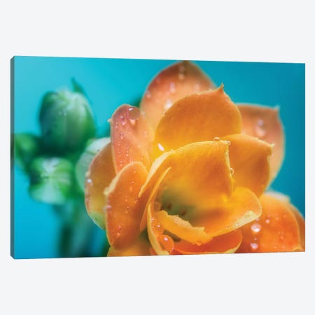 Orange Tulip With Water Droplets Canvas Print #GLM334} by Glauco Meneghelli Canvas Artwork