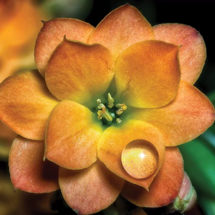 Droplet Orange Flower