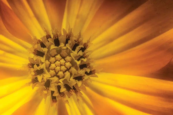 Glauco Meneghelli: Sunflower by Glauco Meneghelli