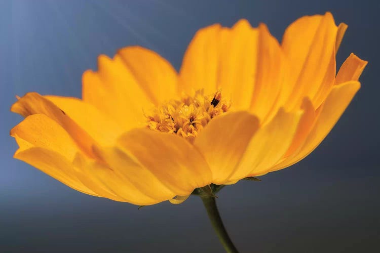 Yellow Flower Of Calendula