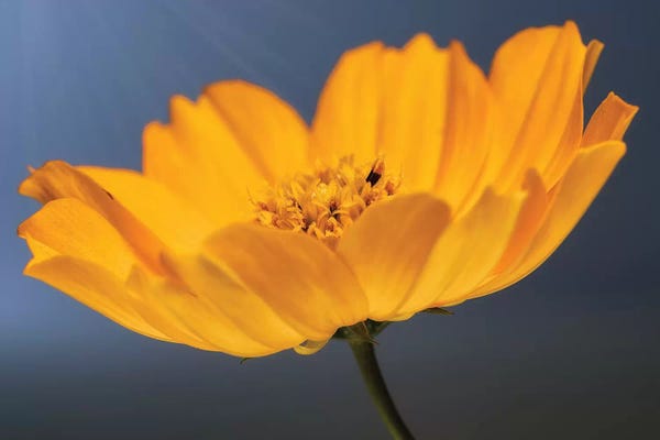 Glauco Meneghelli: Yellow Flower Of Calendula by Glauco Meneghelli
