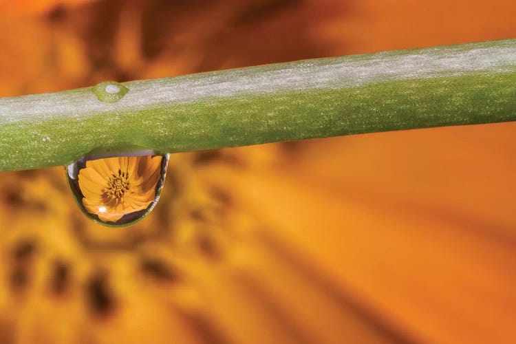 Water Drops On A Leaf