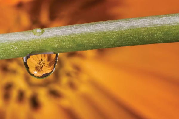 Glauco Meneghelli: Water Drops On A Leaf by Glauco Meneghelli