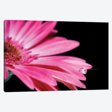 Water Drop Pink Gerber Daisy Canvas Print #GLM341} by Glauco Meneghelli Canvas Artwork