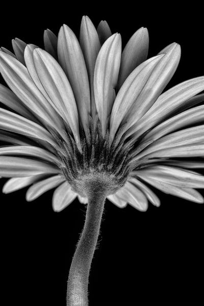 Glauco Meneghelli: Bw Gerber Daisy by Glauco Meneghelli