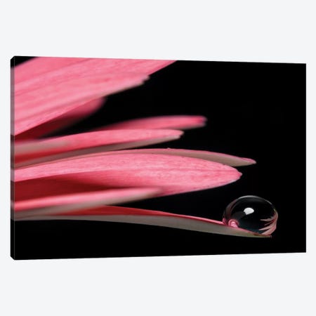 Droplet Macro Shot Of A Pink Flower Canvas Print #GLM343} by Glauco Meneghelli Canvas Artwork