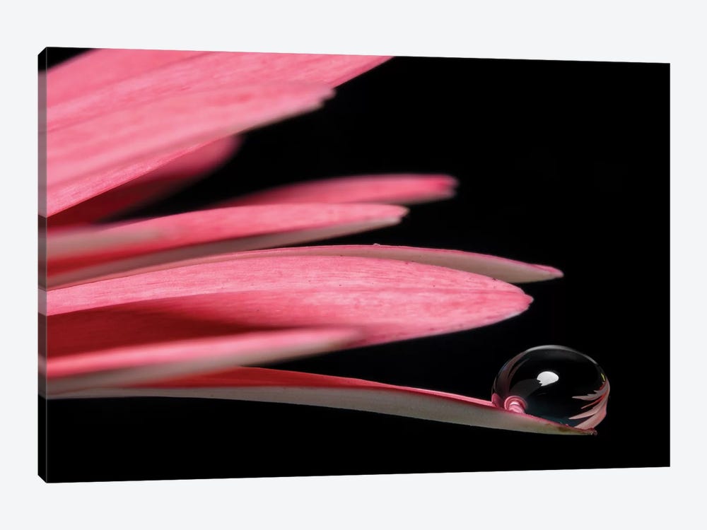 Droplet Macro Shot Of A Pink Flower by Glauco Meneghelli 1-piece Canvas Art