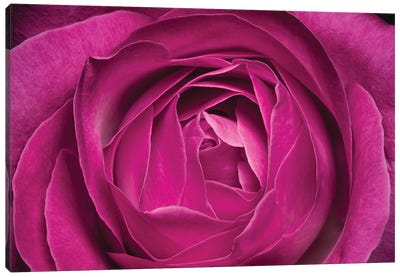 Rose Canvas Art Print - Glauco Meneghelli