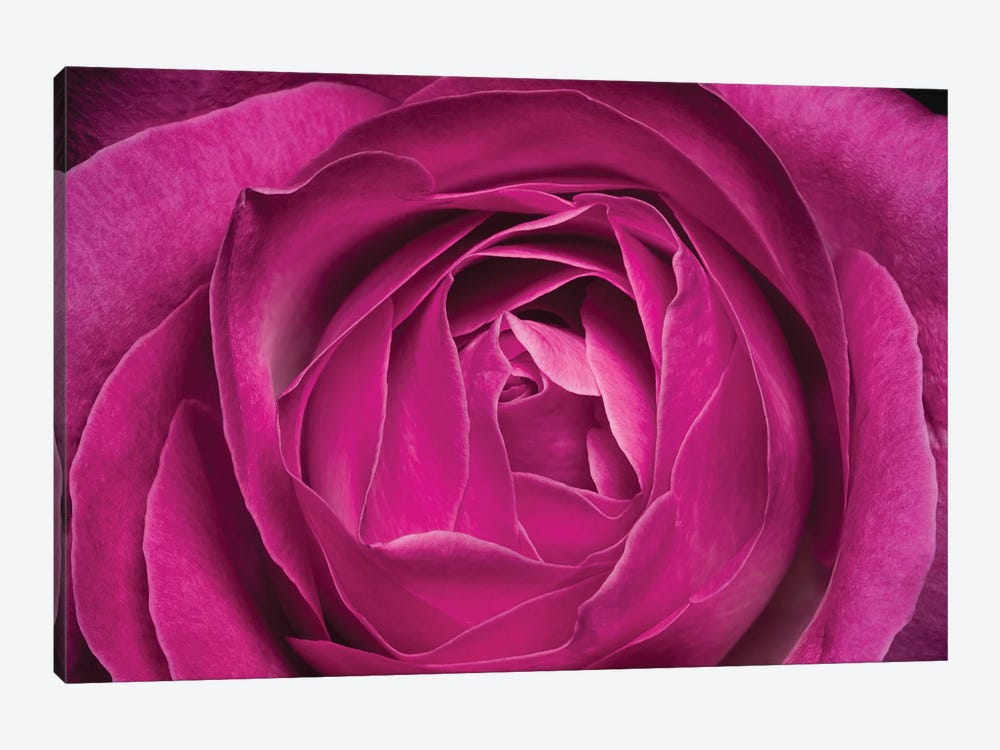 Rose by Glauco Meneghelli 1-piece Art Print