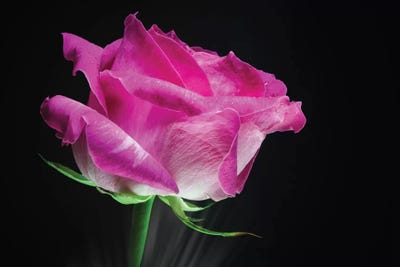 Pink Rose Flower by Glauco Meneghelli framed wall art