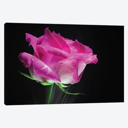 Pink Rose Flower Canvas Print #GLM345} by Glauco Meneghelli Canvas Print
