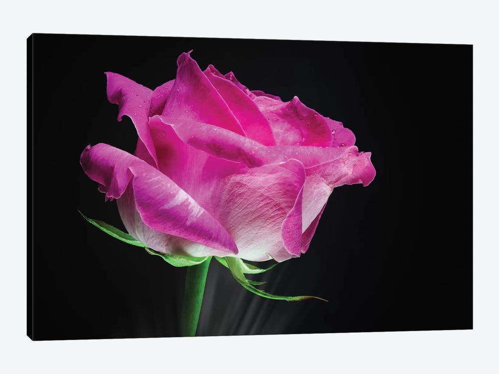 Pink Rose Flower by Glauco Meneghelli 1-piece Canvas Artwork